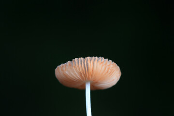 Wild mushrooms in the grass, North China