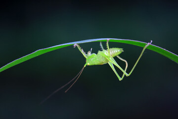 Katydid nymphs in the wild, North China