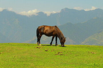 Fototapeta na wymiar Horses in the meadow.