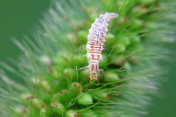 Chrysopid larvae - aphid lions in the wild, North China