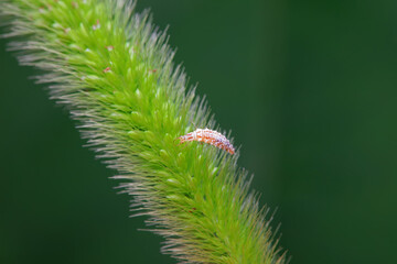 Chrysopid larvae - aphid lions in the wild, North China