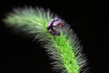 Lepidoptera larvae in the wild, North China