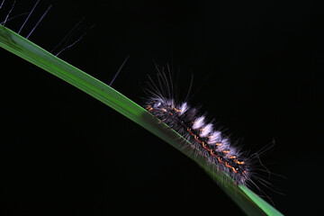 Lepidoptera larvae in the wild, North China