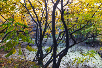 The bodhi tree in autumn