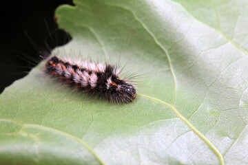 Lepidoptera larvae in the wild, North China