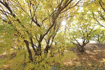 The bodhi tree in autumn