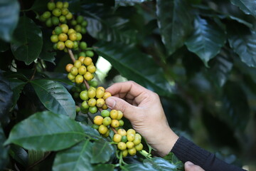 organic arabica yellow coffee with farmer picking in farm.harvesting Robusta and arabica coffee...