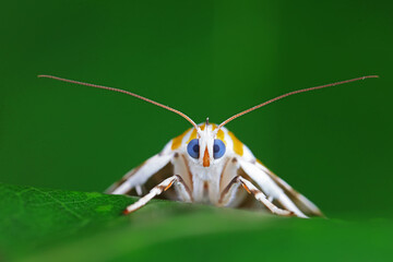 Lepidoptera insects in the wild, North China