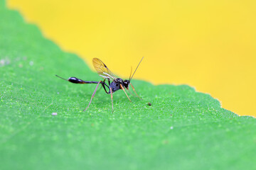 Bee insects in the wild, North China