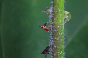 Hemiptera wax Cicadellidae insects on wild plants, North China
