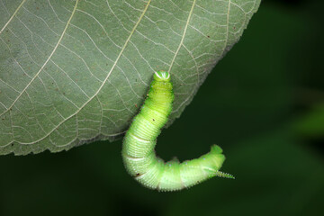 Obraz premium Lepidoptera larvae in the wild, North China