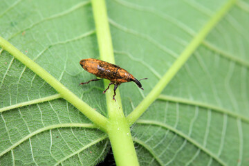Weevil on wild plants, North China