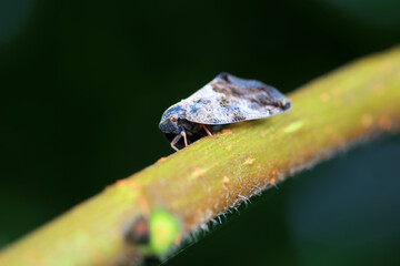 Hemiptera wax Cicadellidae insects on wild plants, North China