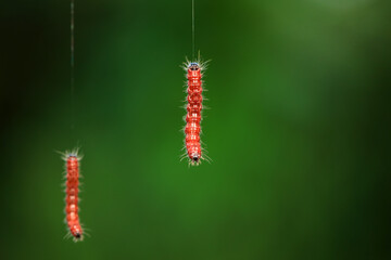 Lepidoptera larvae in the wild, North China