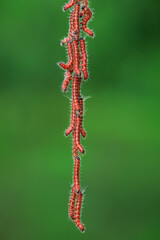 Lepidoptera larvae in the wild, North China