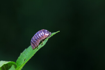 Rat woman in the wild, North China