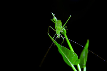 Katydid nymphs in the wild, North China