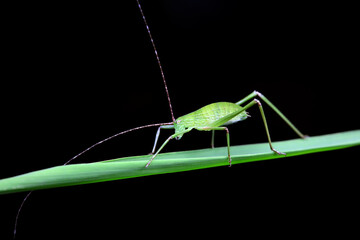 Katydid nymphs in the wild, North China
