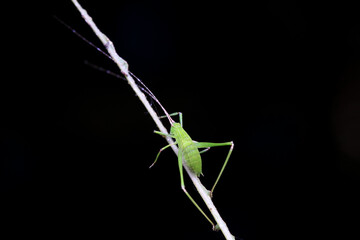 Katydid nymphs in the wild, North China