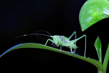 Katydid nymphs in the wild, North China