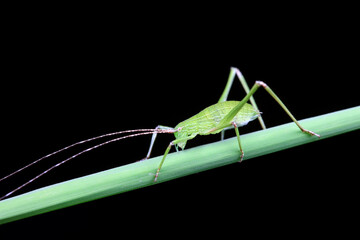 Katydid nymphs in the wild, North China