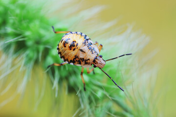 Hemiptera bugs in the wild, North China
