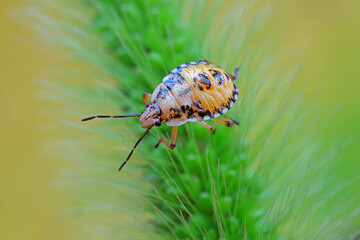Hemiptera bugs in the wild, North China