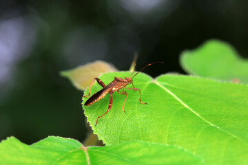Point bee edge stink bug in the wild, North China