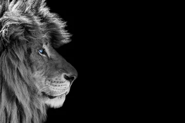 Gordijnen Portrait of a beautiful lion and copy space. Lion in dark  © Denis