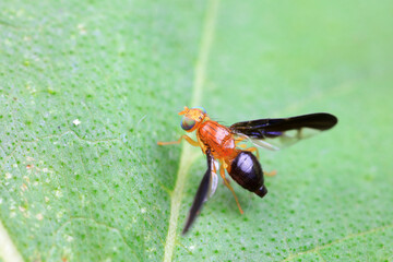 Flies on wild plants, North China