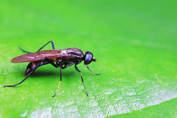 Gadfly on wild plants, North China