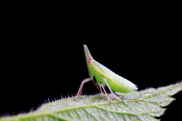 Hemiptera wax Cicadellidae insects on wild plants, North China