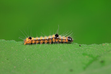 Lepidoptera larvae in the wild, North China