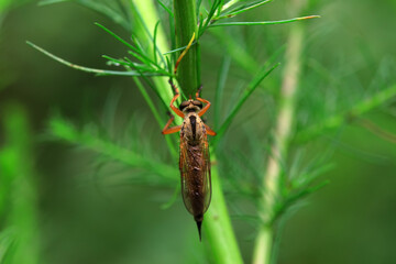 Insectivorous Gadfly in the wild, North China