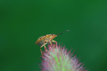 Hemiptera bugs in the wild, North China