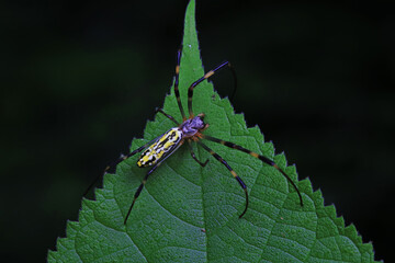 Spiders in the wild, North China