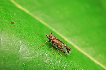 Hemiptera wax Cicadellidae insects on wild plants, North China