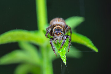 Spiders in the wild, North China