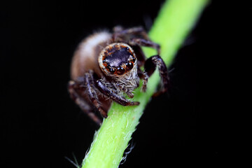 Spiders in the wild, North China