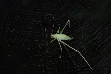 Spiders in the wild, North China