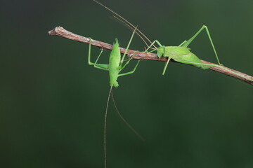 Katydid nymphs in the wild, North China