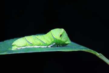 Lepidoptera larvae in the wild, North China © zhang yongxin