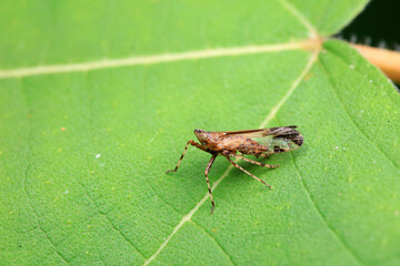 Hemiptera wax Cicadellidae insects on wild plants, North China