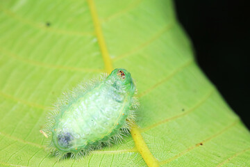 Lepidoptera larvae in the wild, North China