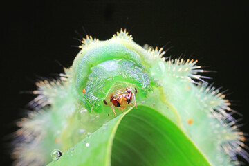 Lepidoptera larvae in the wild, North China