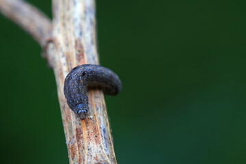 Lepidoptera larvae in the wild, North China