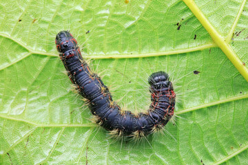 Lepidoptera larvae in the wild, North China