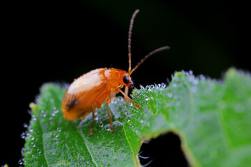 Leaf beetle on wild plants, North China