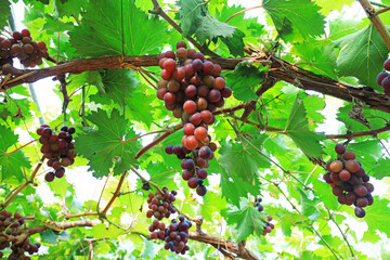 Vineyard scenery in a farm, North China