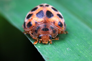 Ladybugs on wild plants, North China